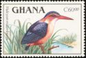 African Pygmy Kingfisher (Halcyon malimbicus)